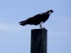 05_weisskopfseeadler