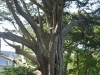 baum