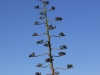 schiefer_baum