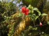 06_hibiskus