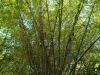 12_bambusbaum