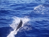 12_delfin_1