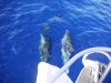 13_delfin_2