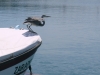 18_reiher