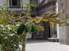 10_papayas_im_innenhof