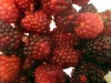 11_lecker_brombeeren