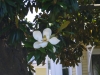 09_magnolienbaum