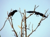 10_crows