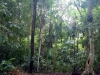 21_Urwald