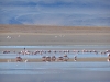 04_flamingos_laguna__hedionda