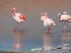14_flamingos