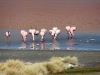 15_flamingos