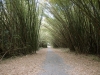 03_bambus_kathedrale