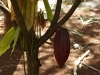 22_kakaofrucht