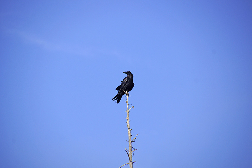 49_black_crow