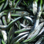Fischchen