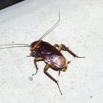 Cucaracha