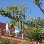 Baum an der Hafenpromenade