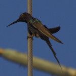 kolibri
